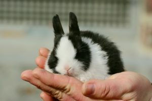 A bunny sitting in someone's hand.