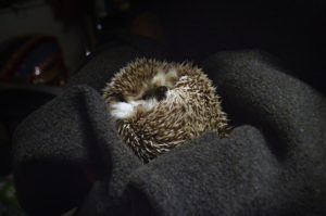 A sleeping hedgehog curled in a blanket.