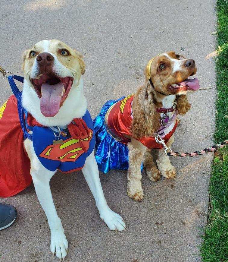 Two dogs dressed up in costumes