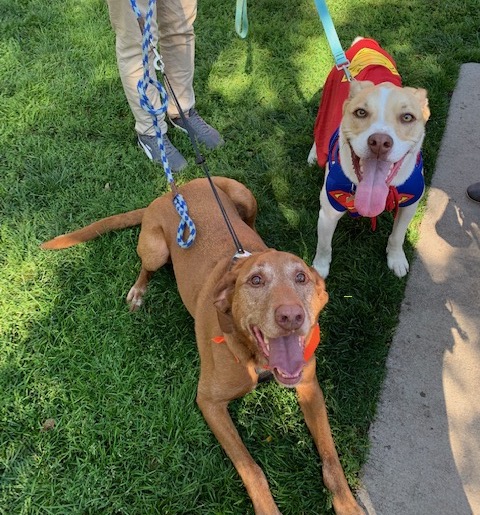 Dogs at Toby's Pet Parade