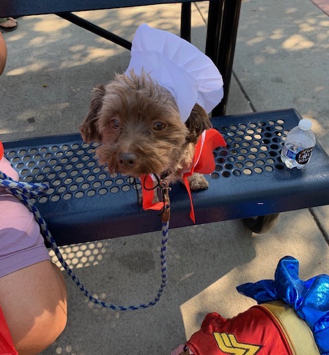 Dog on bench